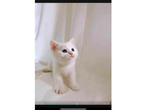 Şişman, Şirin Ve Enerjik: Sevimli Beyaz British Shorthair