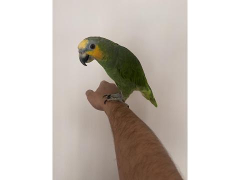 Üç Yaşında Amazon Papağanı Full Evcil Kanat Ayarlı