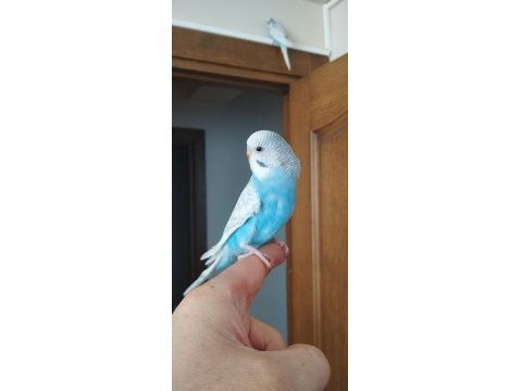 Konuşan Yavru Muhabbet Kuşları