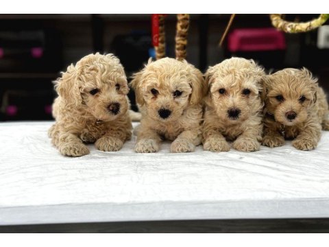 Mini Mini Maltipoo Teacup