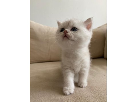 Ns 11 Ve Silver Tabby British Shorthair Yavrular