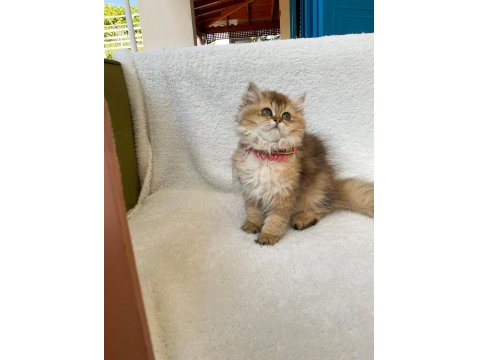Anne Babası Şecereli British Longhair Yavrular Teslime Hazır