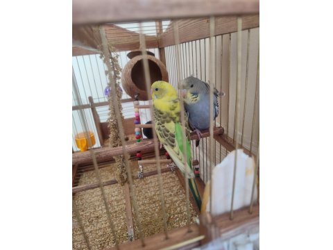 Dişi Japones Ve Erkek Klasik Muhabbet Kuşu