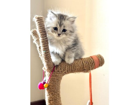 Muhteşem Chinchilla Kedisi Bebeklerim Ömürlük Yuvalarını Bekliyor