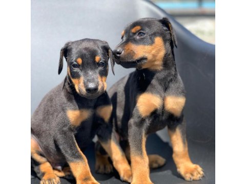 A Kalite Doberman Yavruları