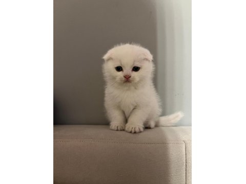 Böyle Scottish Fold Güzeli Daha Önce Görülmedi