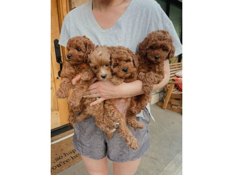 Sağlık Ve Irk Garantili Toy Poodle