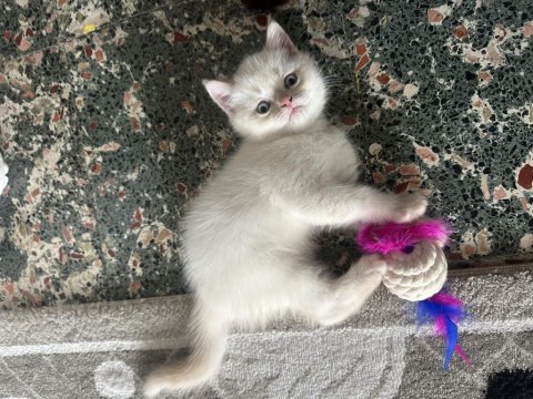 Çok Oyuncu Erkek Scottish Bebeğimiz