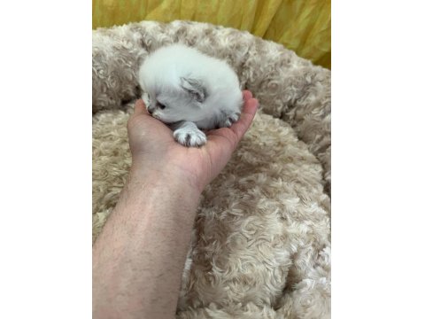 Minik British Bebeklerimiz Ailelerini Bekliyor