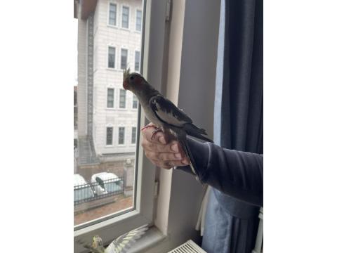 El Besleme Sultan Papağanı Yavruları