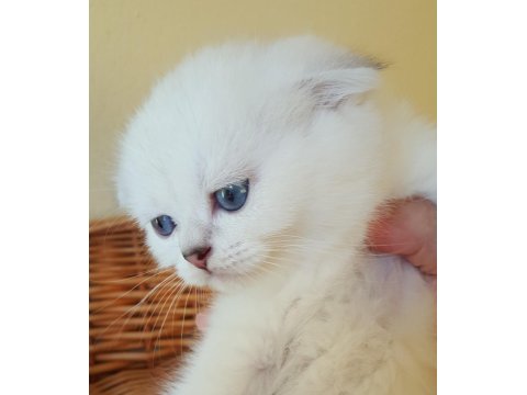 Sağlıklı Mavi Gözlü Safkan Scottish Fold Yavru Kedimiz