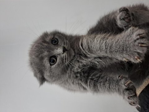 Scottish Fold Yavrularımız Teslime Hazır