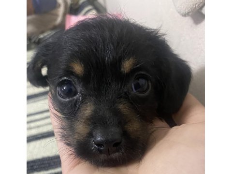 Dachshund Ve Maltipoo Melezi Yavru Bebek