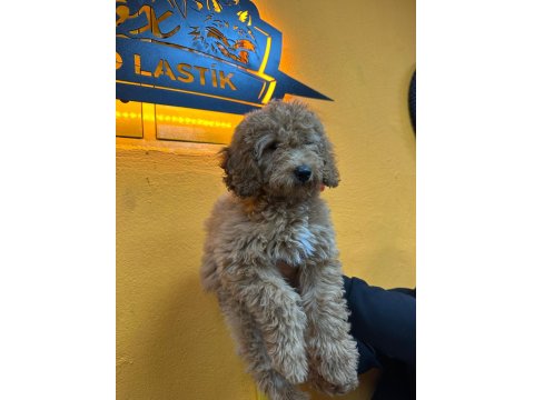 Yavru Poodle