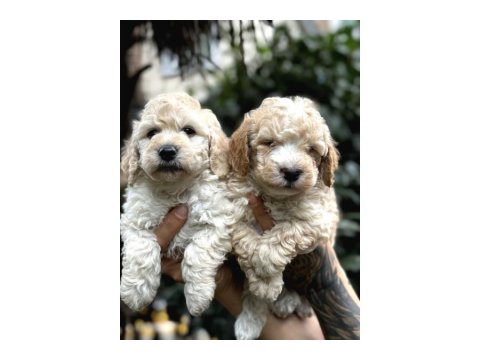 Muhteşem Büyümeyen Maltipoo Bebekler