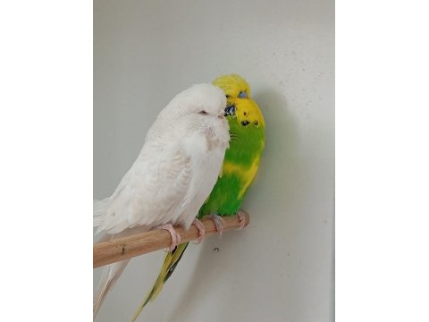 Çift Muhabbet Kuşları