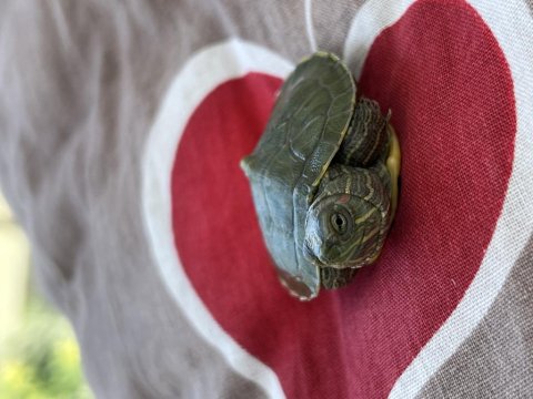 0-3 Aylık Kırmızı Yanaklı Kaplumbağa