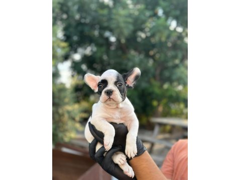 Aa+ Kalite French Bulldog