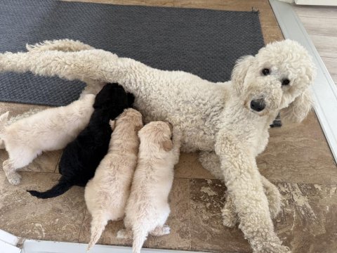 Dev Poodle ( Königspudel ) Bebişlerim