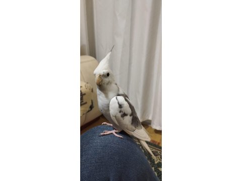 2 Yaşında Erkek Sultan Papağanı