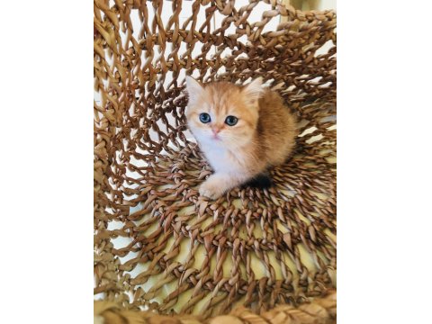 Safkan Ny11 Çok Güzel Altın Bebek British Shorthair