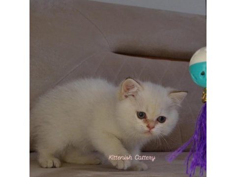 Golden Point British Shorthair Yavru Erkek
