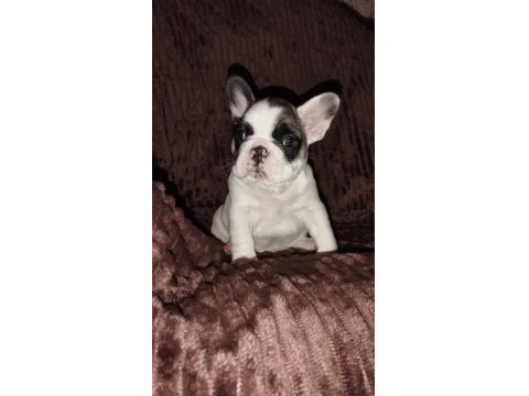 Anatomi Harikası Fransız Bulldog Yavrularımız