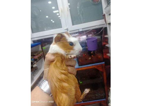 Prehistoricpets Garantisi İle Guinea Pig