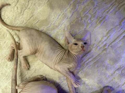 Sfenks Yavru Tüysüz 2 Aylık Dişi