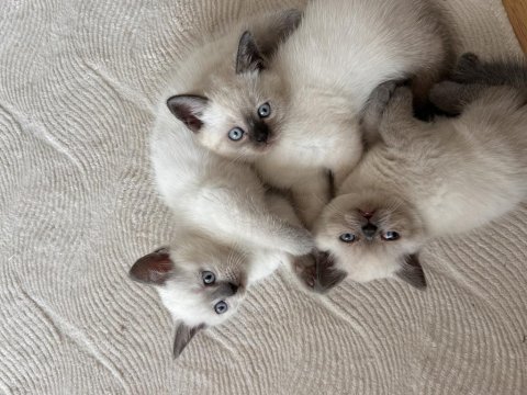 Blue Point Son Kalan British Yavrumuz Yuvasına Gitmeyi Bekliyor