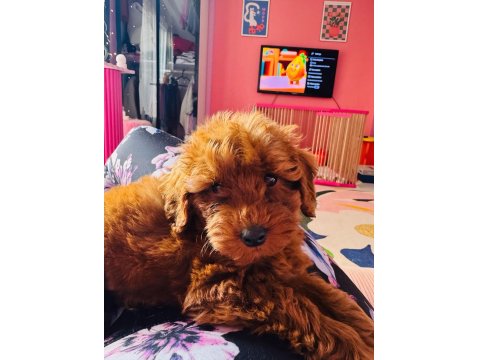 3 Aylık Yavru Erkek Toy Poodle
