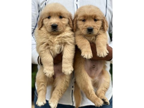 Safkan Golden Retriever Bebekler