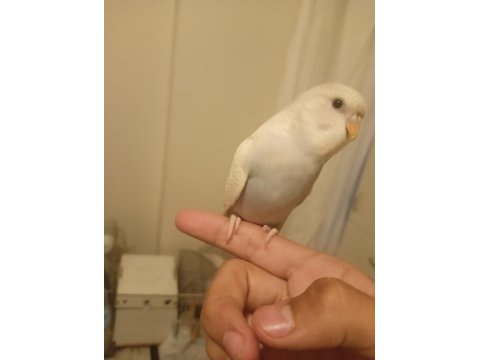 Muhabbet Kuşu Yavrularımız