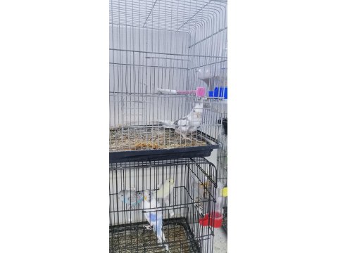 Yavru Erkek Sultan Papağanı