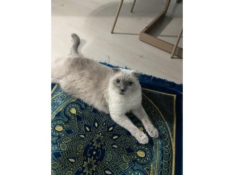 Uysal Scottish Fold Kedimize Yeni Yuva Arıyoruz