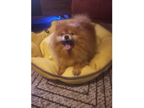Yetişkin Pomeranian Köpeği