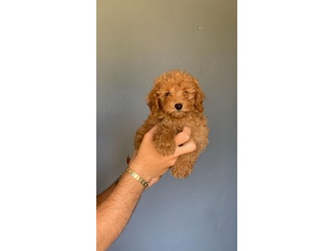 Burkem Ailesinden Muhteşem Poodle Yavruları