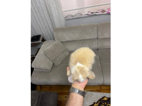 Safkan Hollanda Mini Ve Cüce Yavru Tavşanları Her Yere Gönderirim