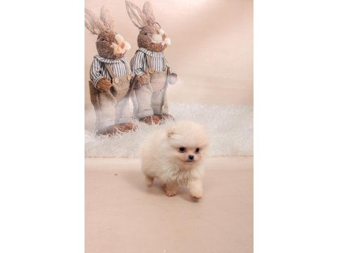1 Adet Erkek Pomeranian Beyaz