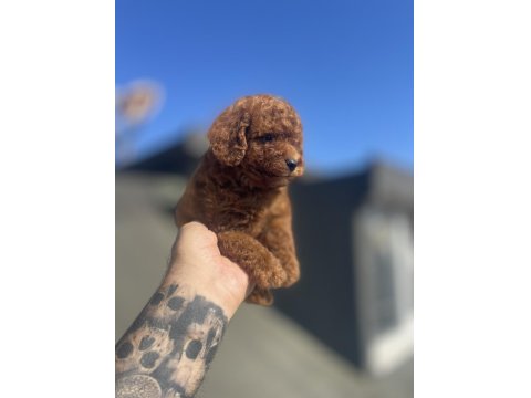 Red Brown Toy Poodle Yavruları