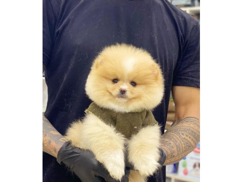 Ayı Surat Pomeranian Boo Yavrularımız