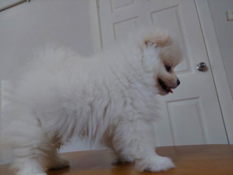 2.5 Aylık Pomeranian Boo/Güney Kore Üretimi/Karne Ve Mikro Çipi Size Ait Olacaktır