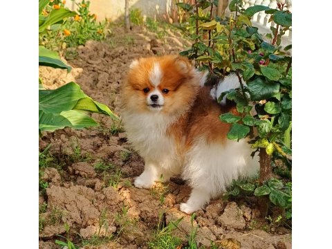 Muhteşem Ve Nadir Renkli Pomeranian