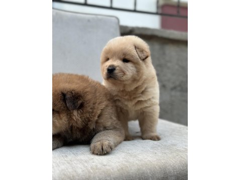 50 Günlük Çin Aslan Yavrularımız