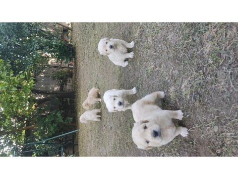Bayramdan Sonra Teslime Hazır Golden Retriever Yavruları