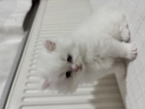 British Longhair Yavrusu