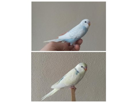 Yeni Yeme Düşmüş Uysal Renk Güzeli Yavru Muhabbetler