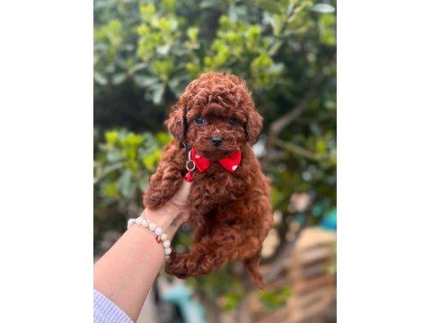 Mini Toy Poodle Yavrular