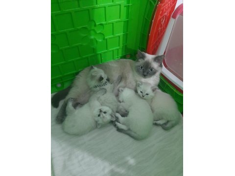 Full Şecereli Babadan Pamuk Scottish Straight Kız