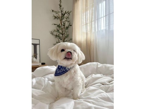 Sağlık Ve Irk Garantili Maltipoo